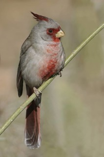 Pyrrhuloxia (Cardinalis sinuatus) male, Arizona, USA