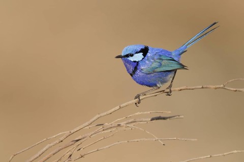 Splendid Fairywren (Malurus splendens) male, Western Australia, Australia