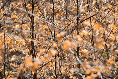 Details, Primeval forest Urwald Sababurg, Hofgeismar, Weser Uplands, Weserbergland, Hesse, Germany