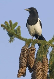 Eurasian Magpie (Pica pica), Saxony, Germany