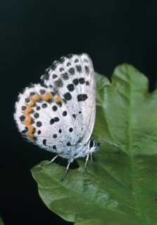 Chequered blue, moth blue, Scolitantides Orion, butterfly, high size, portrait format, insects,