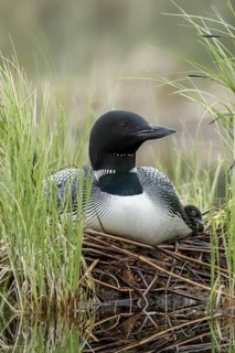 Great Northern Loon (Gavia immer) with chick in nest, British Columbia, Canada