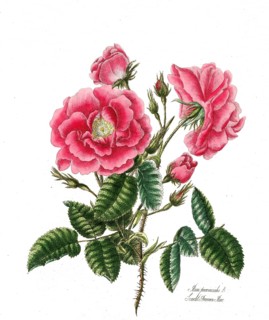 Rosa provincialis, Rose, Old rose, Rose cultivar, Illustration from 1799, Historical, digitally