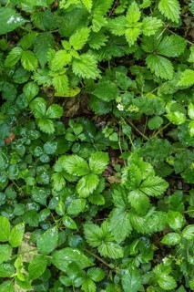 Vibrant green leaves in a lush forest setting, showcasing natural textures and rich shadows,