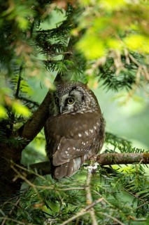 An owl sits quietly, watching, on a tree branch surrounded by leaves, an Ural Owl (Strix