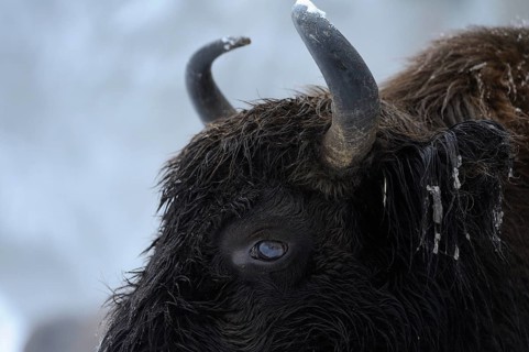 Close-up of a bison head with focus on the horn in winter, bison (Bos bonasus), Bavarian Forest