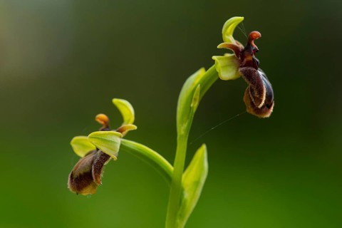 An exquisite example of mimicry in nature, this image features a rare Andalusian orchid resembling