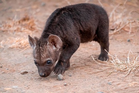 Spotted hyena (Crocuta crocuta), male curious young sniffing the ground, Kruger National Park,