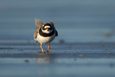 Ringed plover (Charadrius hiaticula) adult wading bird on a beach, Norfolk, England, United Kingdom