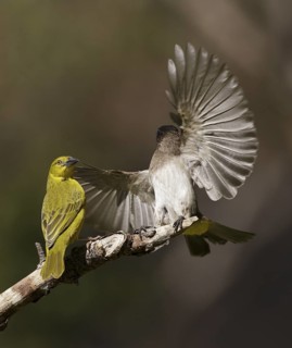 Holub's Golden Weaver & Common Bulbul (Ploceus xanthops & Pycnonotus barbatus), Chobe, Botswana