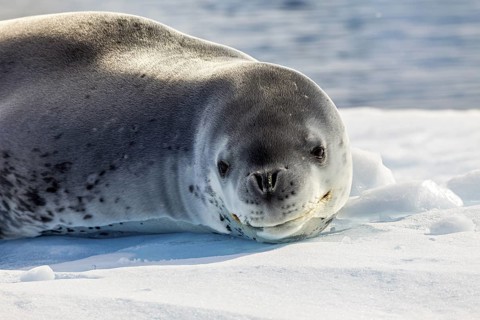 Close-up of a sea lion lying on an ice floe in the calm Antarctic, leopard seal (Hydrurga leptonyx)