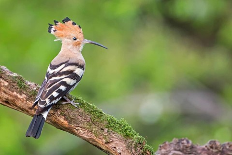 Eurasian Hoopoe (Upupa epops) male, Tuscany, Italy