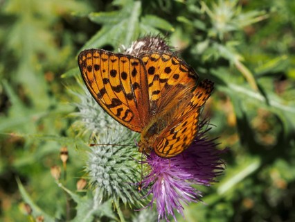 An orange, speckled butterfly, the Large Pearl-bordered Fritillary (Speyeria aglaja), on a purple