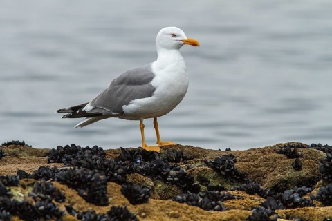 Yellow-legged Gull (Larus michahellis), adult on stone shore, Galicia, Spain