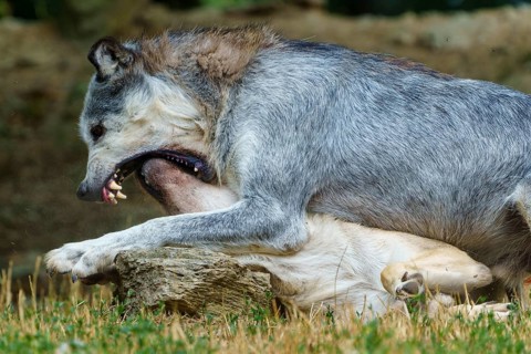 Timberwolf, wolf, American wolf (Canis lupus lycaon), Germany, one wolf is lying on top of another