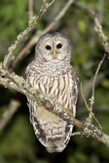 Barred Owl Strix varia Tamarack, Aitkin County, Minnesota, USA 11 September Adult Strigidae