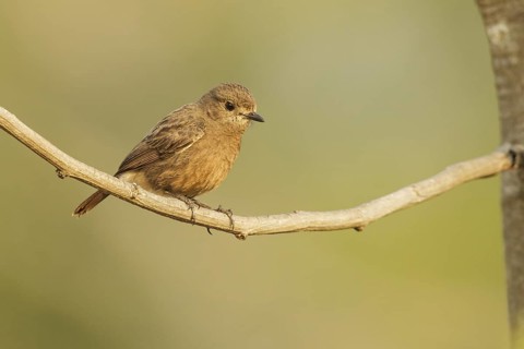 Pied Bush Chat (Saxicola caprata) female, Chang Mai, Thailand