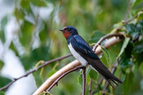 Hirundo rustica, house martin, swallow, birds, passeri, swallows, songbirds, songbirds, birds