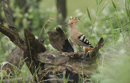 Eurasian Hoopoe (Upupa epops), Burgenland, Austria