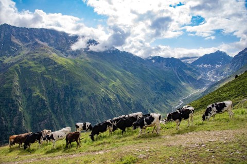 Young cattle on an alpine meadow in the Pitztal, in the background the valley of the Pitzbach and