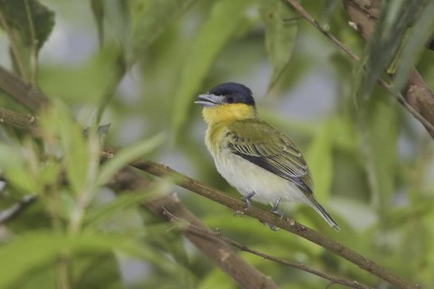 Yellow-cheeked Becard (Pachyramphus xanthogenys) singing, Ecuador