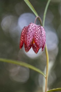 Snake's Head Fritillary (Fritillaria meleagris), Emsland, Lower Saxony, Germany