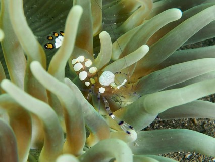 Transparent peacock anemone shrimp (Ancylocaris brevicarpalis) hiding between the tentacles of a