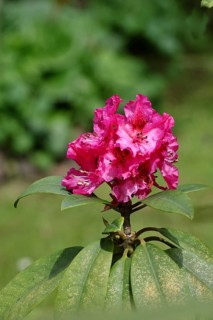 Rhododendron flowers (Rhododendron Homer), red flowers, in a garden, Wilnsdorf, North