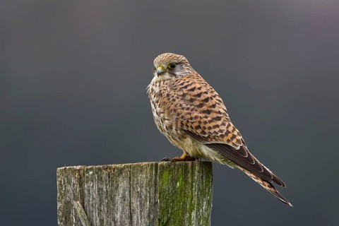 Common Kestrel (Falco tinnunculus) female perched on a post, North Rhine-Westphalia, Germany