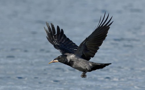 Nebelkrähe, lat. Corvus corone cornix, hat einen toten Fisch mit dem Schnabel von der