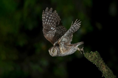 Eurasian Scops Owl (Otus scops) taking flight, Leiria, Portugal
