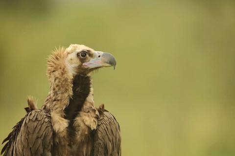 Portrait of the black vulture (Aegypius monachus), Torrejon el Rubio, Monfragüe, Extremadura, Spain