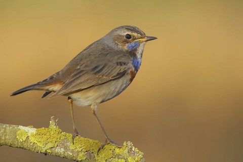 Bluethroat (Luscinia svecica cyanecula) male, Seville, Spain