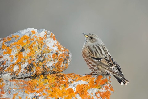 Alpine Accentor (Prunella collaris), Valais, Switzerland