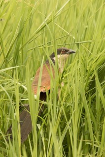 Senegal Coucal (Centropus senegalensis), Gambia