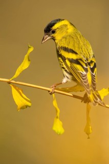 A vibrant European siskin, Spinus spinus, sits on a delicate branch of a ginkgo tree, surrounded by