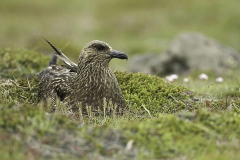 Great Skua (Stercorarius skua), Iceland