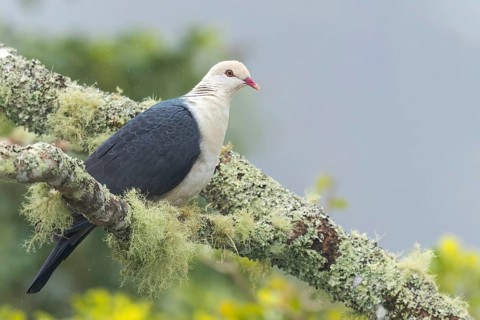 White-headed Pigeon (Columba leucomela) perched on a branch in eastern Australia
