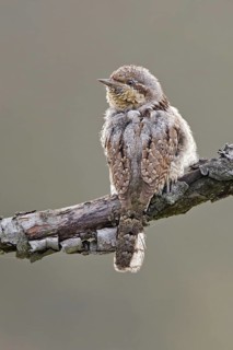 Eurasian Wryneck (Jynx torquilla), Saxony-Anhalt, Germany