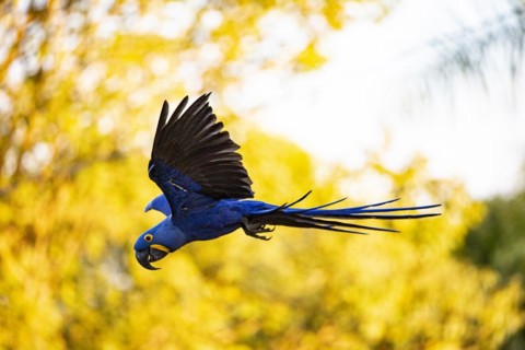 Hyacinth Macaw (Anodorhynchus hyacinthinus) Pantanal Brazil