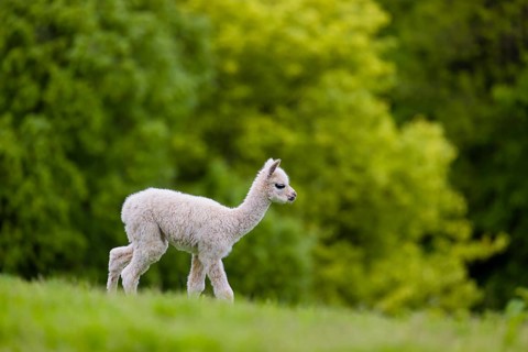 One young Alpaca (Vicugna pacos) stands on a fresh green meadow . A green forest in the distant