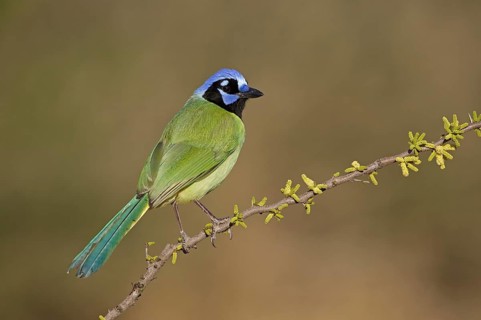Green Jay (Cyanocorax luxuosus) perched on a branch, Texas, USA