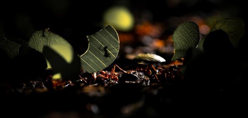 Leafcutter ants carrying leaves, ant trail, Tortuguero National Park, Costa Rica