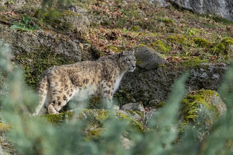 One adult snow leopard (Panthera uncia) standing between rocks on a hilly ground surrounded by