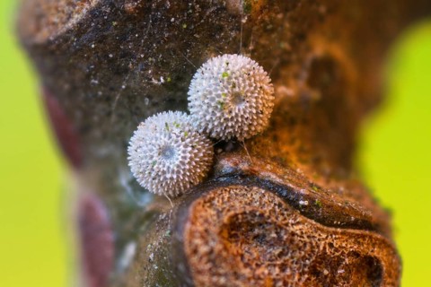 Der Blaue Eichenzipfelfalter (Favonius quercus), Zwei Eier an Eichenzweig