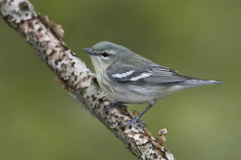 Cerulean Warbler (Setophaga cerulea), Ontario, Canada