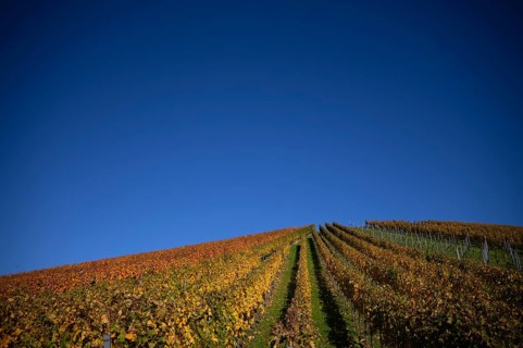 vineyard, vines, grapevines, winegrowing, autumn colouring, autumn, graphic, Strümpfelbach,