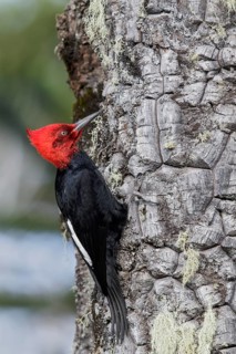 Magellanic Woodpecker (Campephilus magellanicus) perched on a branch in Chile