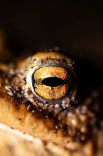 Close-up of a toad's eye showing its detailed structure, common toad (Bufo bufo), spawning grounds,