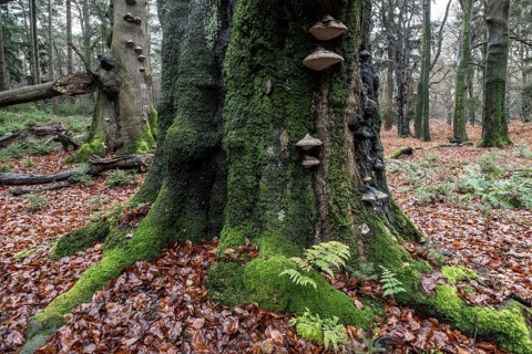 Tinder fungus (Fomes fomentarius) on old beech trees (Fagus sylvatica), Emsland, Lower Saxony,
